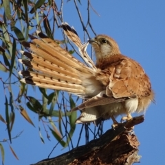 Falco cenchroides (Nankeen Kestrel) at Red Hill, ACT - 5 Jan 2018 by roymcd