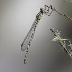 Austrolestes leda (Wandering Ringtail) at Paddys River, ACT - 6 Jan 2018 by roymcd