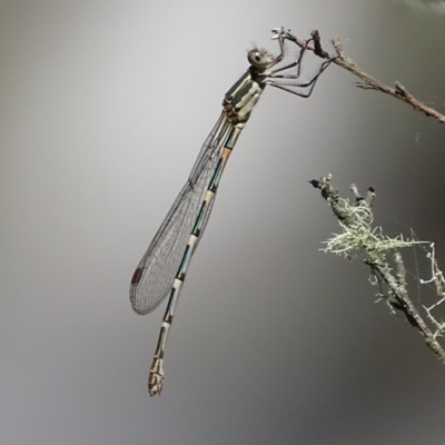 Austrolestes leda (Wandering Ringtail) at Paddys River, ACT - 6 Jan 2018 by roymcd