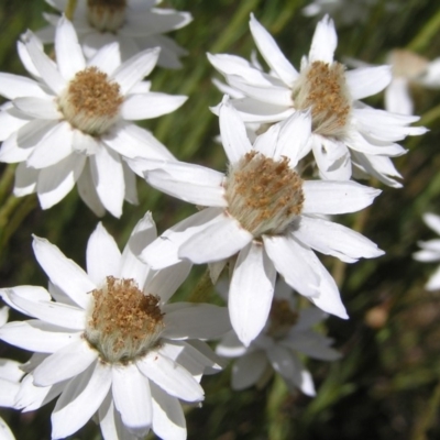 Rhodanthe anthemoides (Chamomile Sunray) at Cotter River, ACT - 12 Feb 2018 by MatthewFrawley