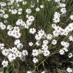 Rhodanthe anthemoides at Cotter River, ACT - 12 Feb 2018