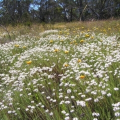 Rhodanthe anthemoides at Cotter River, ACT - 12 Feb 2018