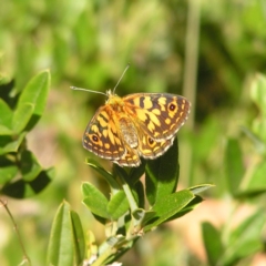 Oreixenica orichora (Spotted Alpine Xenica) at Cotter River, ACT - 12 Feb 2018 by MatthewFrawley