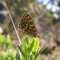 Oreixenica orichora at Cotter River, ACT - 12 Feb 2018 10:47 AM