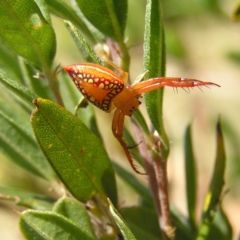 Arkys walckenaeri (Triangle spider) at Namadgi National Park - 12 Feb 2018 by MatthewFrawley