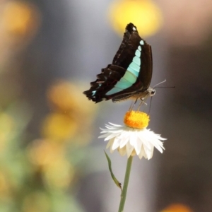 Graphium choredon at Acton, ACT - 15 Feb 2018 11:32 AM