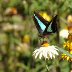 Graphium choredon at Acton, ACT - 15 Feb 2018