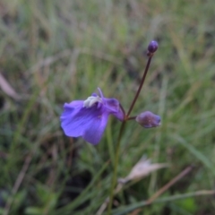 Utricularia dichotoma (Fairy Aprons, Purple Bladderwort) at Rob Roy Spring 2(F) - 3 Feb 2018 by michaelb