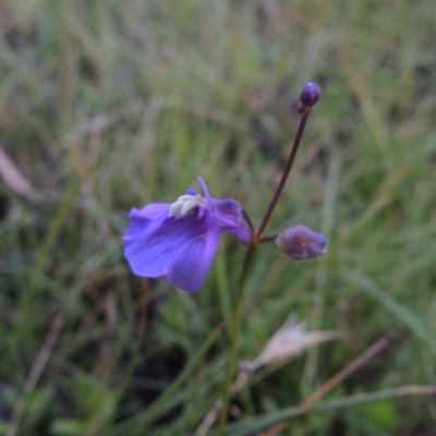 Utricularia dichotoma (Fairy Aprons, Purple Bladderwort) at Rob Roy Range - 3 Feb 2018 by michaelb