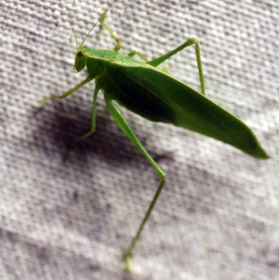 Caedicia sp. (genus) (Katydid) at O'Connor, ACT - 8 Feb 2018 by ibaird