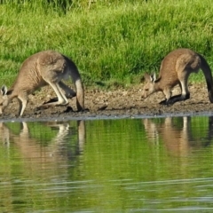 Macropus giganteus (Eastern Grey Kangaroo) at Fyshwick, ACT - 14 Feb 2018 by RodDeb