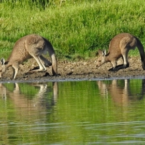 Macropus giganteus at Fyshwick, ACT - 14 Feb 2018