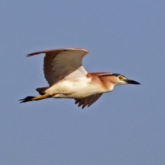 Nycticorax caledonicus (Nankeen Night-Heron) at Fyshwick, ACT - 13 Feb 2018 by RodDeb