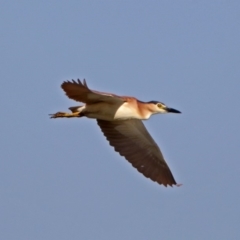 Nycticorax caledonicus at Fyshwick, ACT - 14 Feb 2018