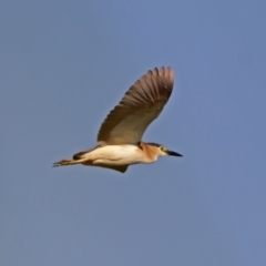 Nycticorax caledonicus at Fyshwick, ACT - 14 Feb 2018