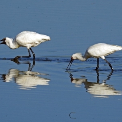 Platalea regia (Royal Spoonbill) at Fyshwick, ACT - 14 Feb 2018 by RodDeb