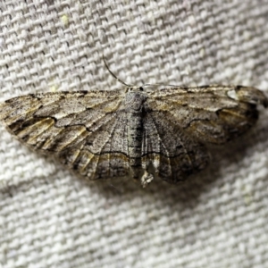 Ectropis bispinaria at O'Connor, ACT - 8 Feb 2018