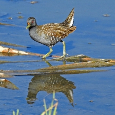 Porzana fluminea (Australian Spotted Crake) at Fyshwick, ACT - 14 Feb 2018 by RodDeb