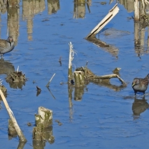 Porzana fluminea at Fyshwick, ACT - 14 Feb 2018