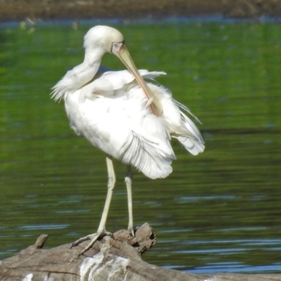 Platalea flavipes (Yellow-billed Spoonbill) at Fyshwick, ACT - 14 Feb 2018 by RodDeb