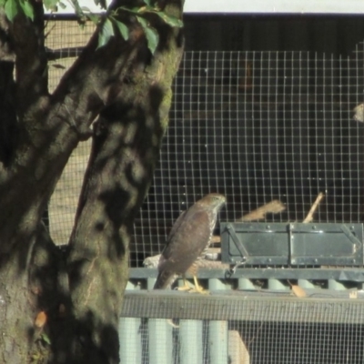 Accipiter fasciatus (Brown Goshawk) at Symonston, ACT - 15 Feb 2018 by Callum Brae Rural Property