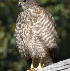 Accipiter cirrocephalus (Collared Sparrowhawk) at Acton, ACT - 31 Jan 2018 by roymcd