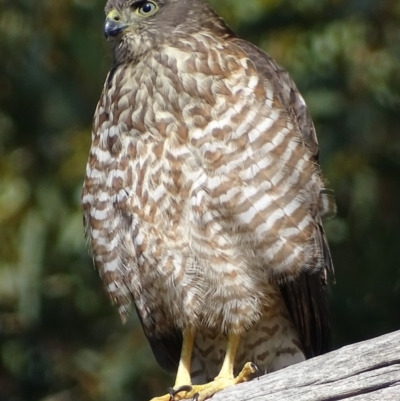 Tachyspiza cirrocephala (Collared Sparrowhawk) at Acton, ACT - 1 Feb 2018 by roymcd