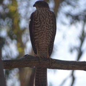 Tachyspiza cirrocephala at Acton, ACT - 1 Feb 2018