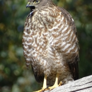 Tachyspiza cirrocephala at Acton, ACT - 1 Feb 2018