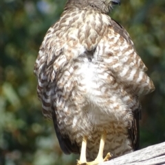 Tachyspiza cirrocephala at Acton, ACT - 1 Feb 2018