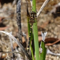 Synthemis eustalacta (Swamp Tigertail) at Acton, ACT - 1 Feb 2018 by roymcd