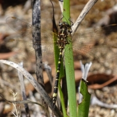 Synthemis eustalacta (Swamp Tigertail) at ANBG - 31 Jan 2018 by roymcd