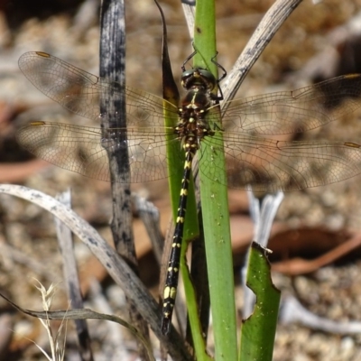 Synthemis eustalacta (Swamp Tigertail) at ANBG - 31 Jan 2018 by roymcd