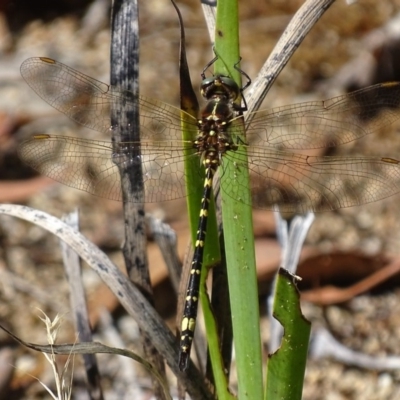 Synthemis eustalacta (Swamp Tigertail) at Acton, ACT - 31 Jan 2018 by roymcd
