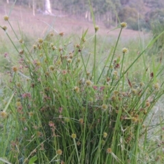 Cyperus sphaeroideus (Scented Sedge) at Conder, ACT - 3 Feb 2018 by MichaelBedingfield
