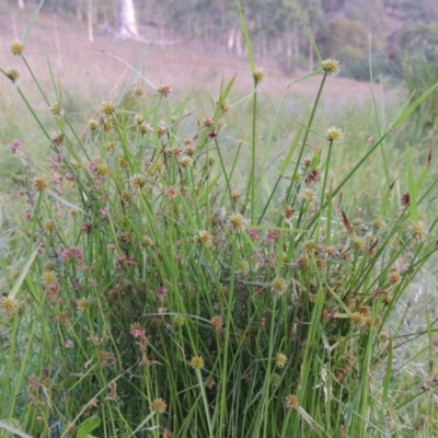 Cyperus sphaeroideus (Scented Sedge) at Conder, ACT - 3 Feb 2018 by MichaelBedingfield