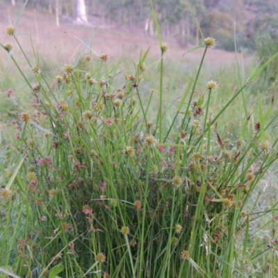 Cyperus sphaeroideus (Scented Sedge) at Rob Roy Range - 3 Feb 2018 by michaelb