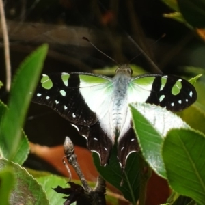 Graphium macleayanum at Acton, ACT - 1 Feb 2018 10:46 AM