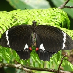 Papilio aegeus (Orchard Swallowtail, Large Citrus Butterfly) at Acton, ACT - 31 Jan 2018 by roymcd