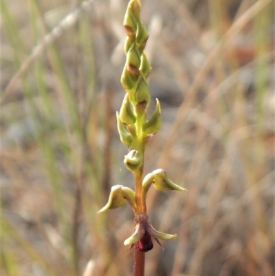 Corunastylis clivicola (Rufous midge orchid) at Cook, ACT - 15 Feb 2018 by CathB