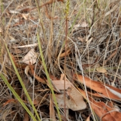 Corunastylis clivicola at Cook, ACT - suppressed