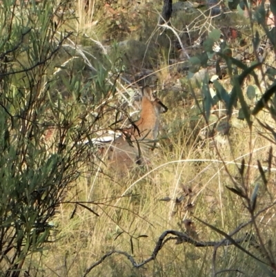 Notamacropus rufogriseus (Red-necked Wallaby) at Aranda, ACT - 15 Feb 2018 by CathB