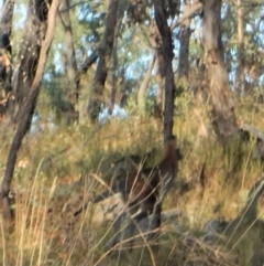 Notamacropus rufogriseus at Aranda, ACT - 16 Feb 2018 07:46 AM