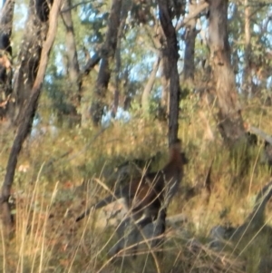 Notamacropus rufogriseus at Aranda, ACT - 16 Feb 2018