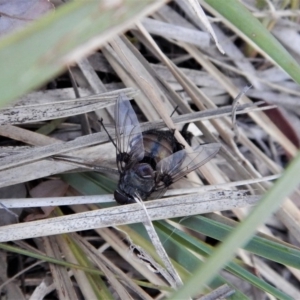 Rutilia sp. (genus) at Dunlop, ACT - 16 Feb 2018 08:07 AM