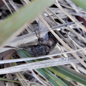 Rutilia sp. (genus) at Dunlop, ACT - 16 Feb 2018 08:07 AM