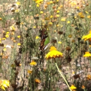 Graphium macleayanum at Acton, ACT - 16 Feb 2018 02:18 PM