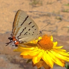 Jalmenus evagoras (Imperial Hairstreak) at Acton, ACT - 16 Feb 2018 by PeterR