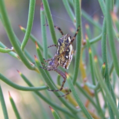 Plebs bradleyi (Enamelled spider) at Cotter River, ACT - 12 Feb 2018 by MatthewFrawley