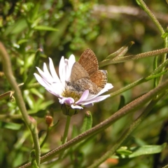 Neolucia hobartensis at Cotter River, ACT - 12 Feb 2018 12:01 PM